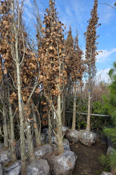 Quercus Borealis - comprar online