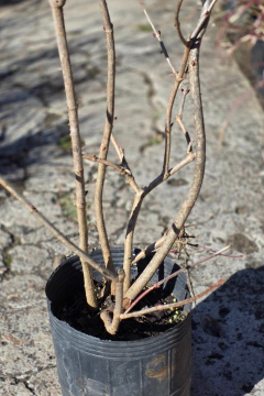 Viburnum Opulus Sterile - Viveros El Botánico