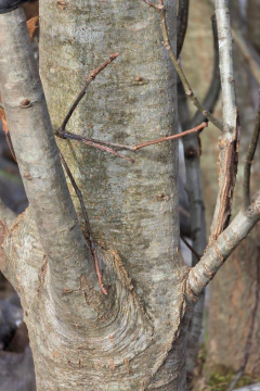 Quercus Borealis en internet
