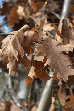 Quercus Borealis - Viveros El Botánico