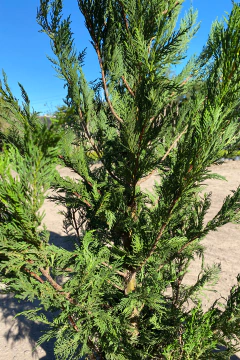 Cupressus Laylandii - Viveros El Botánico