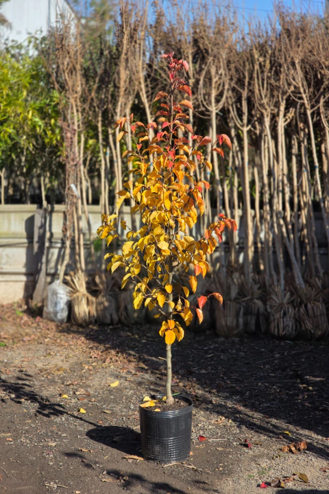 Pyrus Chanticleer - comprar online