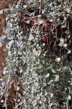 Dichondra Silver Falls en internet