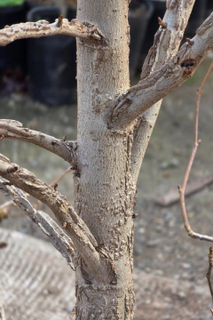 Liquidambar Styraciflua en internet