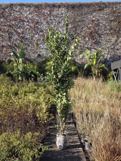 Ligustrum Texanum en internet