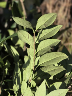 Imagen de Ligustrum Texanum