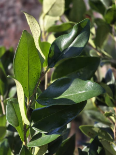 Ligustrum Texanum - Viveros El Botánico