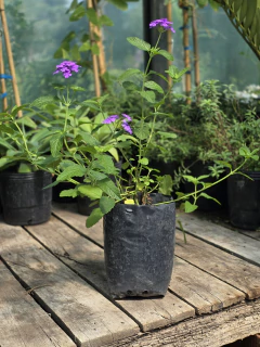 Verbena Perenne