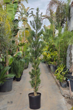 Podocarpus Macrophylla - tienda online