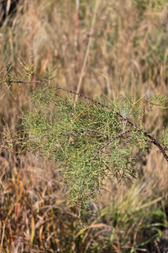 Tamarix ramosissima 'Pink Cascade' - Viveros El Botánico