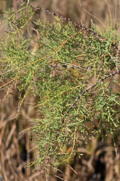 Tamarix ramosissima 'Pink Cascade' en internet