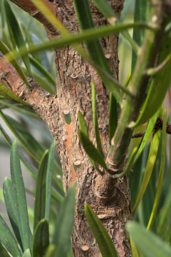 Imagen de Podocarpus Macrophylla
