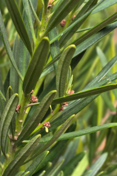 Podocarpus Macrophylla