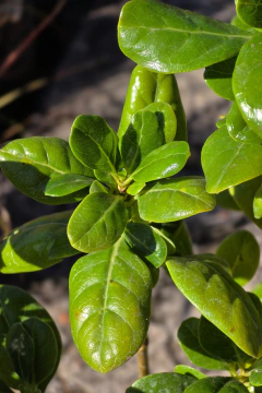 Coprosma Baueri en internet