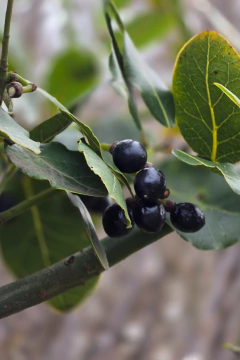Laurus nobilis EJEMPLAR en internet