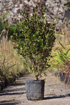 Coprosma Baueri Rubra - comprar online