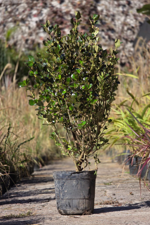 Coprosma Baueri Rubra - comprar online