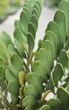 Zamia Furfuracea - comprar online