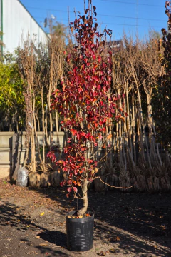 Imagen de Pyrus Chanticleer