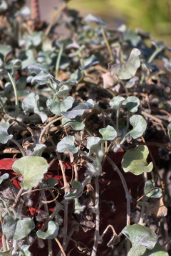 Dichondra Silver Falls - Viveros El Botánico