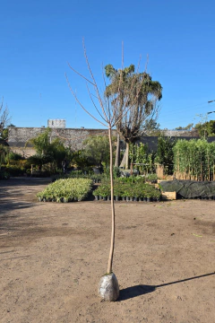 Acer Saccharinum - Viveros El Botánico