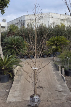 Liquidambar Styraciflua - Viveros El Botánico