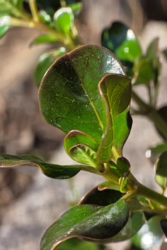 Coprosma Baueri Rubra - Viveros El Botánico