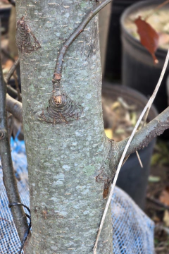 Pyrus Chanticleer EJEMPLAR en internet