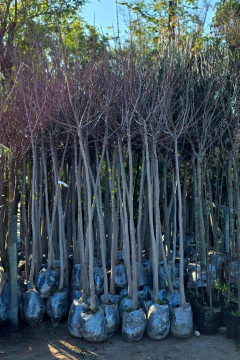 Acer Saccharinum - tienda online