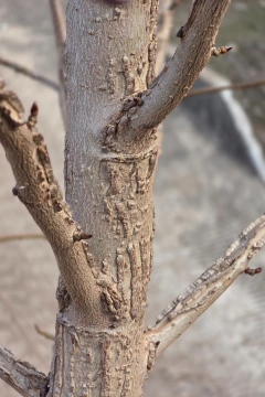 Liquidambar Styraciflua - tienda online