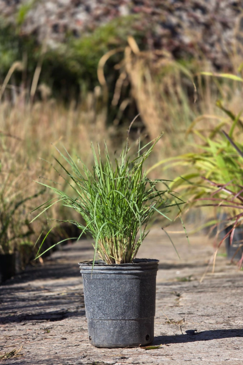 Melinis Nerviglumis - comprar online