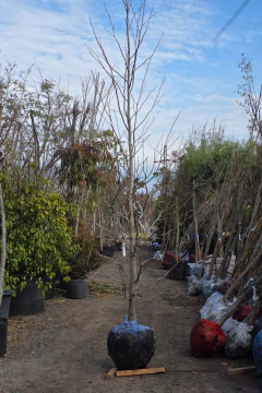 Imagen de Liquidambar Styraciflua