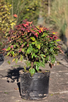 Nandina Firepower en internet