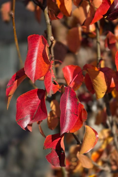 Pyrus Chanticleer - comprar online