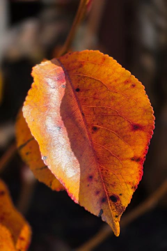 Pyrus Chanticleer en internet