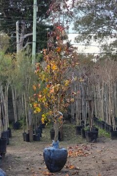 Liquidambar Styraciflua - comprar online