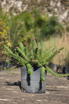 Grevillea Tamboritha Nana - comprar online