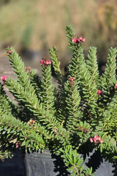 Grevillea Tamboritha Nana - Viveros El Botánico