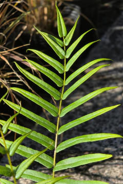 Helecho Pteris Vittata en internet