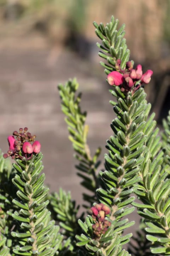 Grevillea Tamboritha Nana en internet