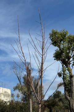 Acer Saccharinum en internet