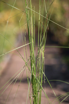 Imagen de Muhlenbergia