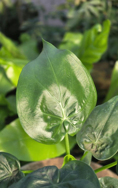 Alocasia Cucullata en internet
