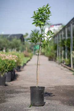 Mandarinos - tienda online