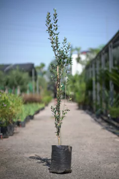 Olivos (Olea Europea) - comprar online