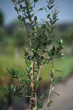 Olivos (Olea Europea) en internet