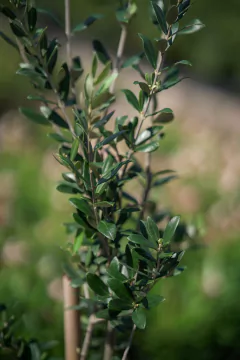 Olivos (Olea Europea) - Viveros El Botánico