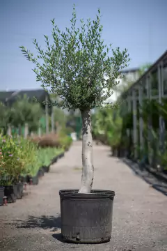 Olivos (Olea Europea) - tienda online