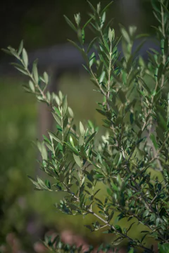 Imagen de Olivos (Olea Europea)