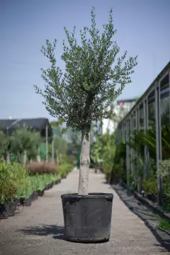 Olivos (Olea Europea) - comprar online